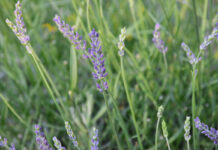 How lavender became a symbol of LGBTQ resistance - CNN