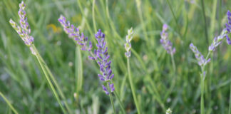 How lavender became a symbol of LGBTQ resistance - CNN